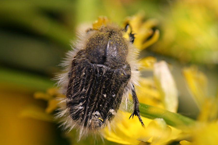 Tropinota sp.