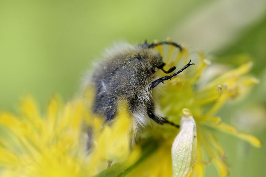 Tropinota sp.