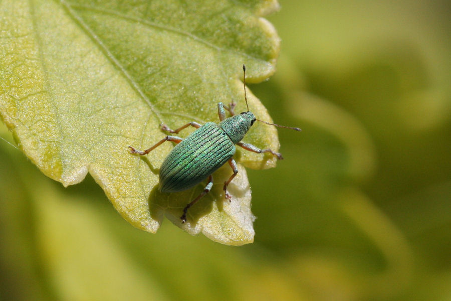 Polydrusus formosus ?