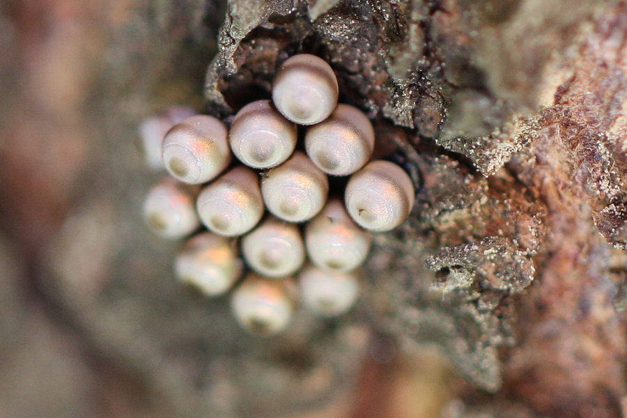 Pentatomidae: ovatura e schiusa