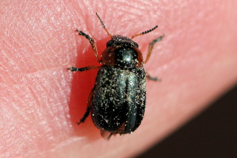 Chrysomelidae: Smaragdina sp.