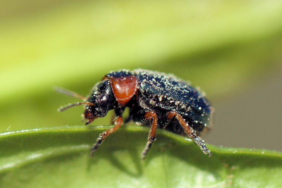 Chrysomelidae: Smaragdina sp.