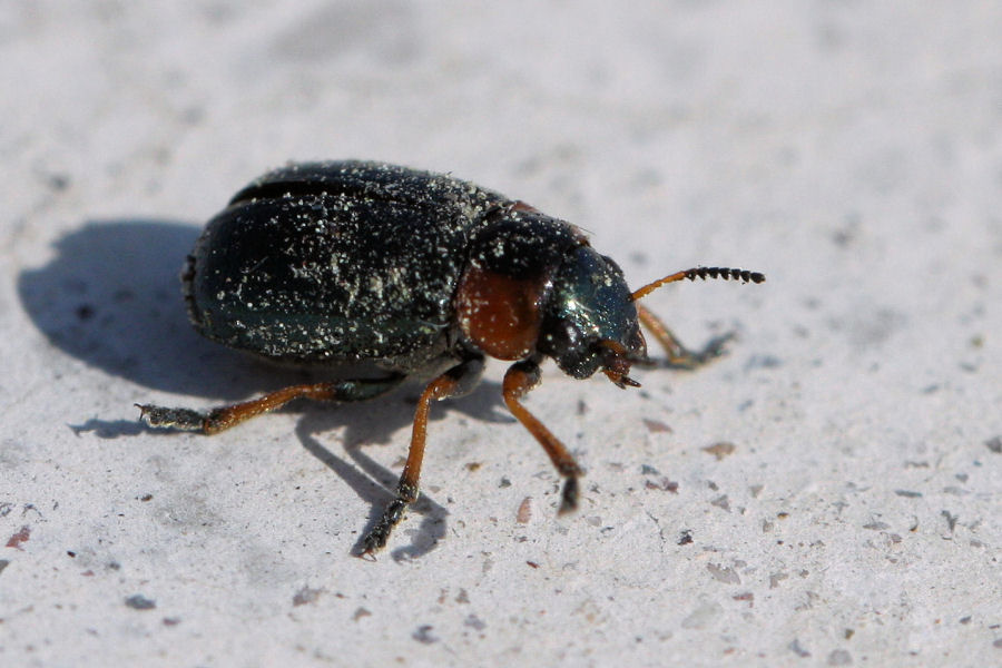 Chrysomelidae: Smaragdina sp.