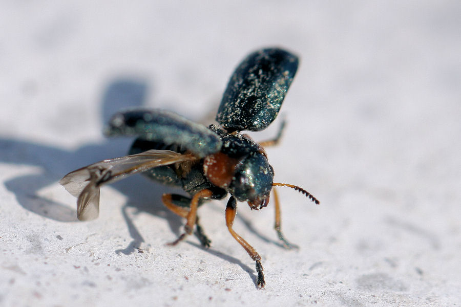 Chrysomelidae: Smaragdina sp.