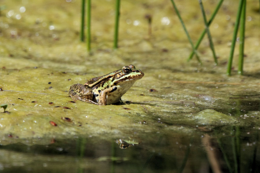 Aiuto identificazione (Rana Toro)