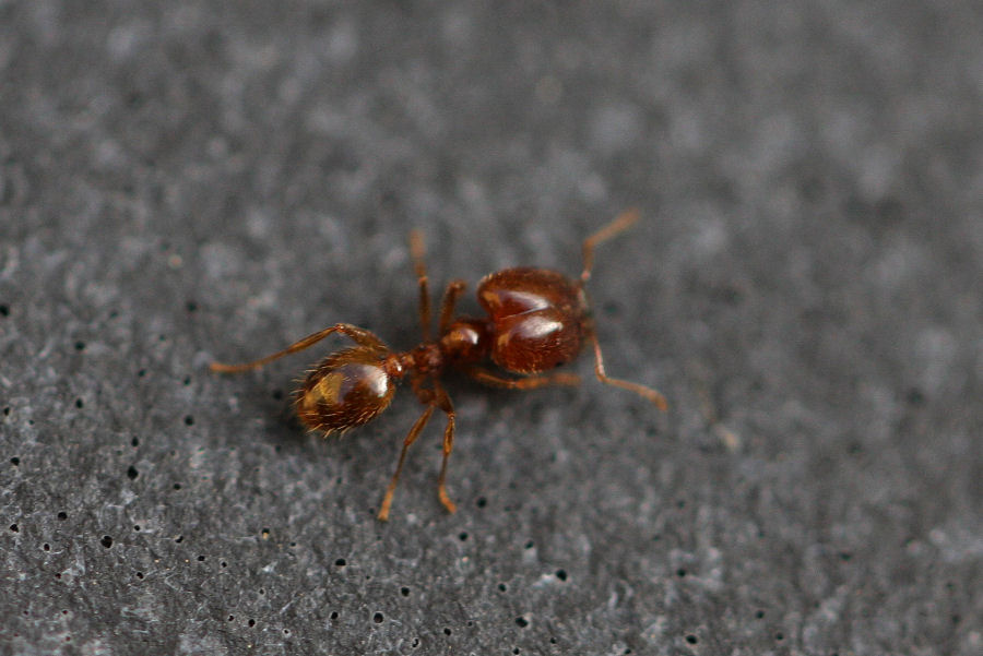 Formica con testone - Messor sp. ? No. Pheidole sp.