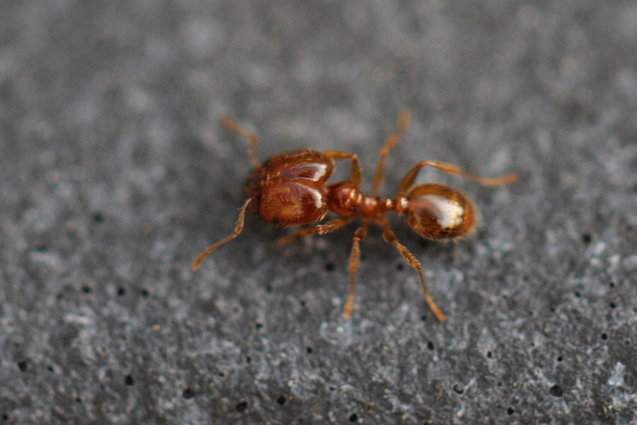 Formica con testone - Messor sp. ? No. Pheidole sp.