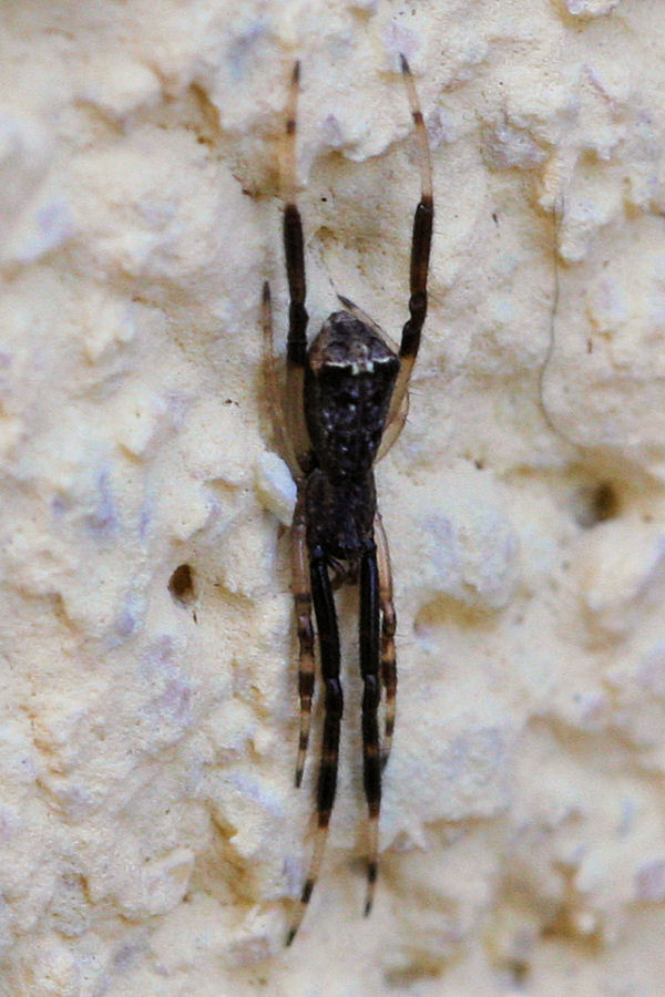 Episinus truncatus