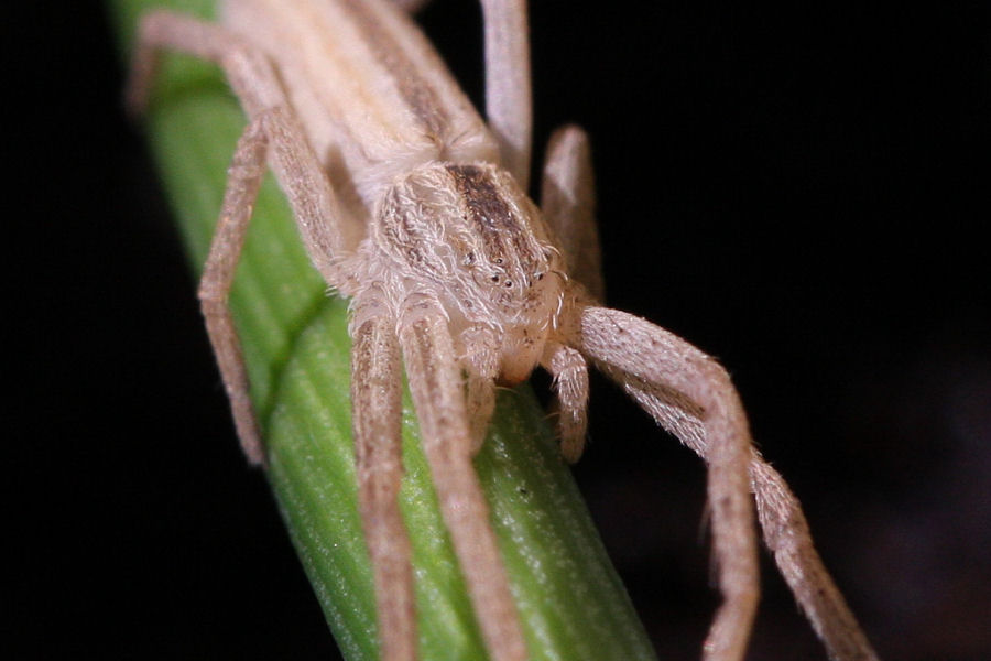 Philodromidae: Tibellus sp.