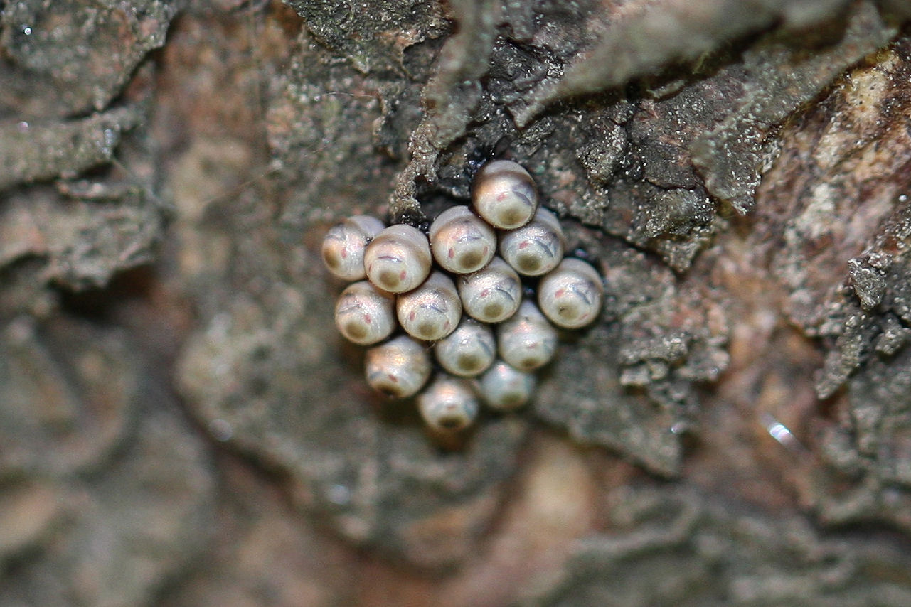 Pentatomidae: ovatura e schiusa