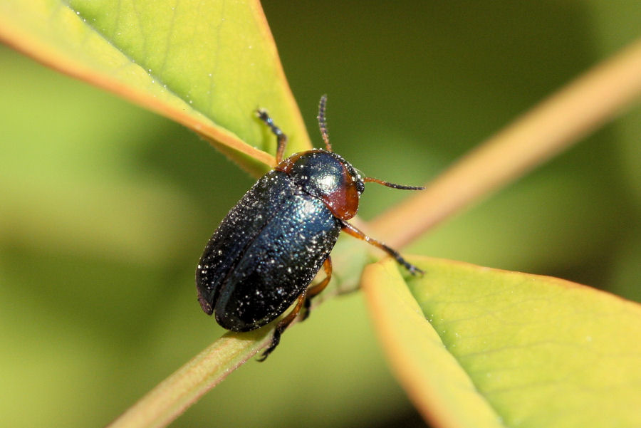 Chrysomelidae: Smaragdina sp.