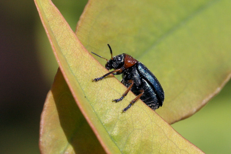 Chrysomelidae: Smaragdina sp.