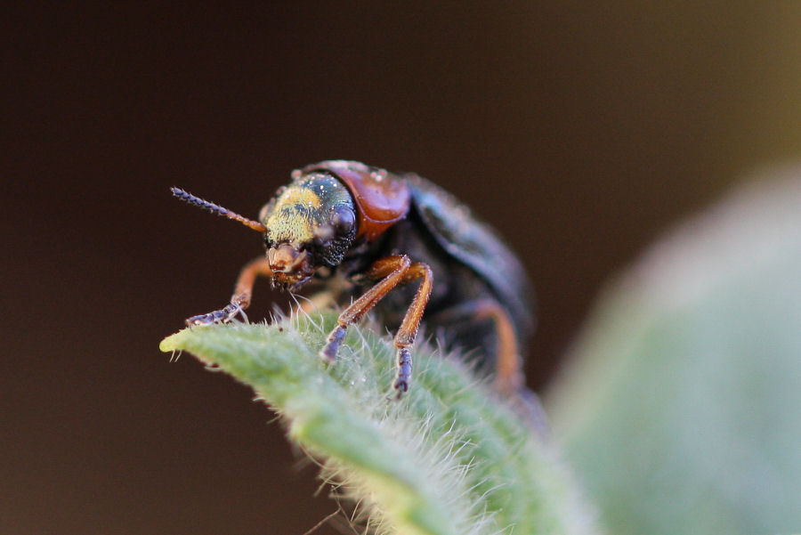 Chrysomelidae: Smaragdina sp.