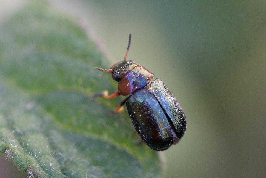 Chrysomelidae: Smaragdina sp.