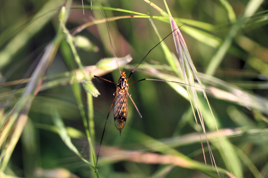 Strani salti di Tipulidae