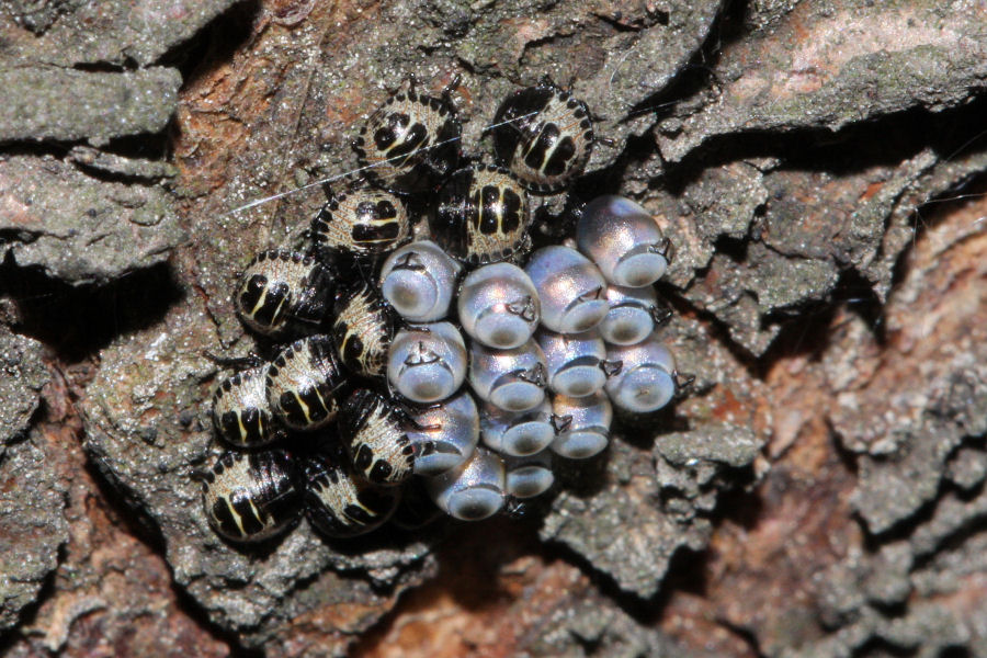 Pentatomidae: ovatura e schiusa