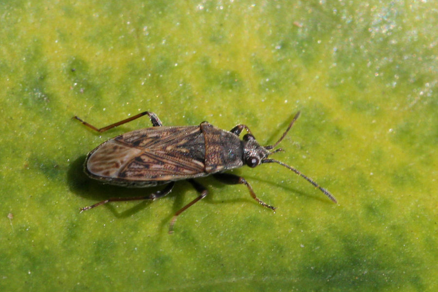 Lygaeidae: Peritrechus gracilicornis dell''Emilia (BO)