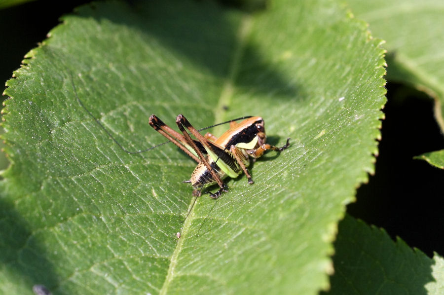 Tettigonide da identificare