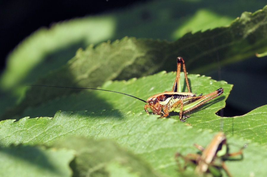 Tettigonide da identificare