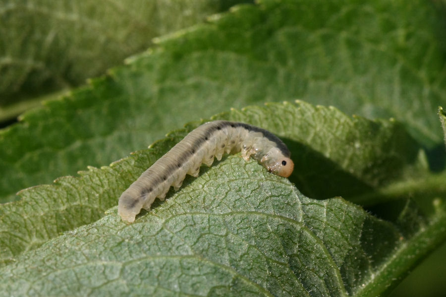 Larva e adukti di Tenthredinidae