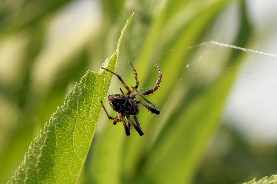 Larinioides sp.