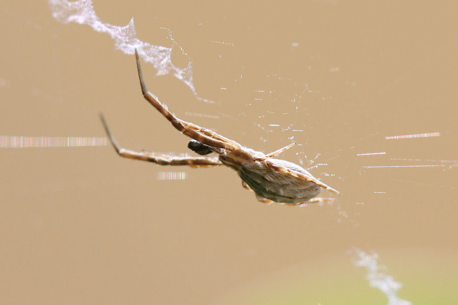 Uloborus walckenaerius