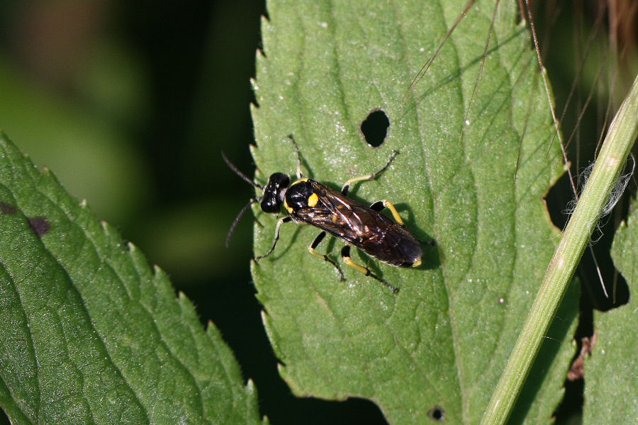 Larva e adukti di Tenthredinidae