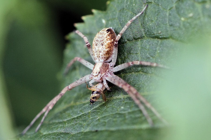 Philodromus sp.