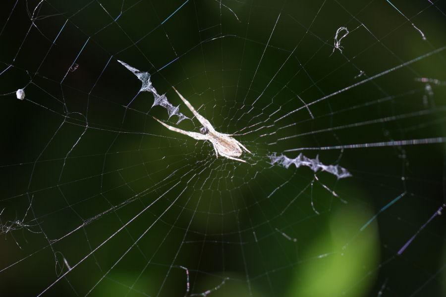 Uloborus walckenaerius