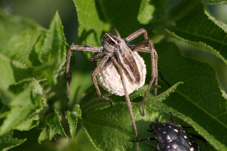 Pisaura sp.