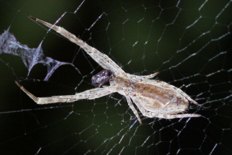 Uloborus walckenaerius