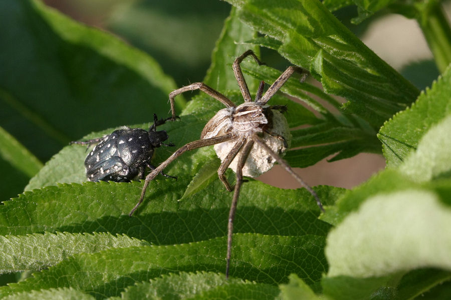 Pisaura sp.