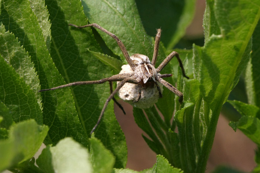 Pisaura sp.