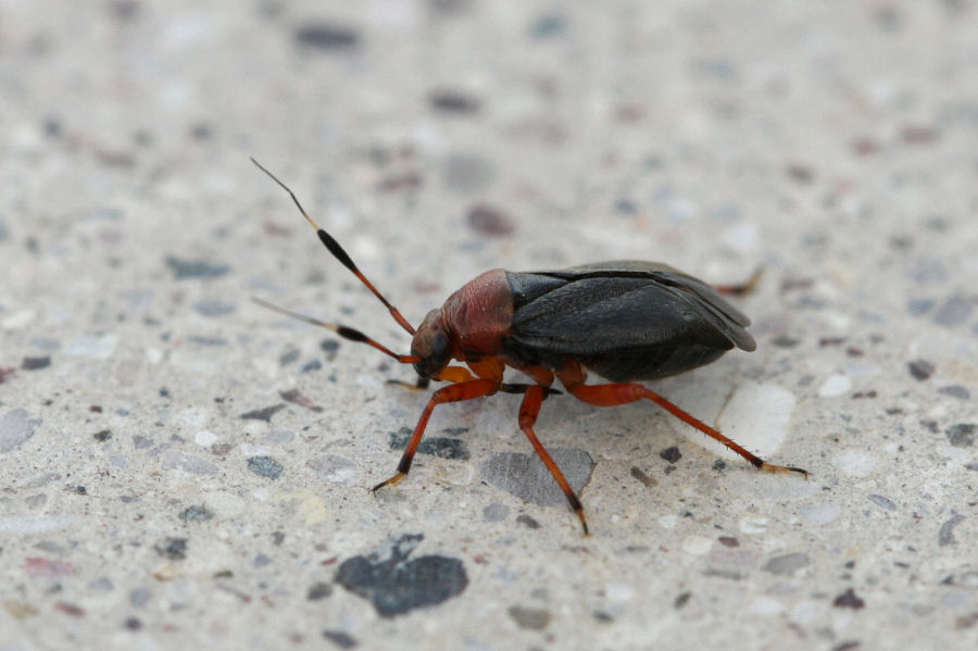 Miridae: Capsus ater f.semiflava dell''Emilia (BO)