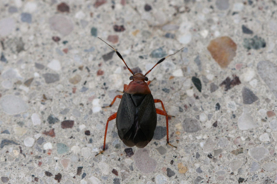 Miridae: Capsus ater f.semiflava dell''Emilia (BO)