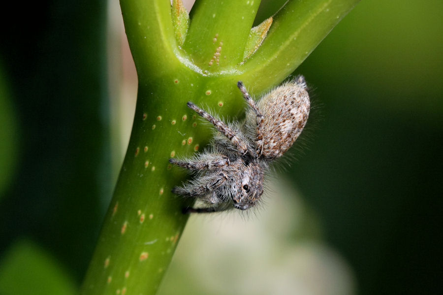 Philaeus chrysops