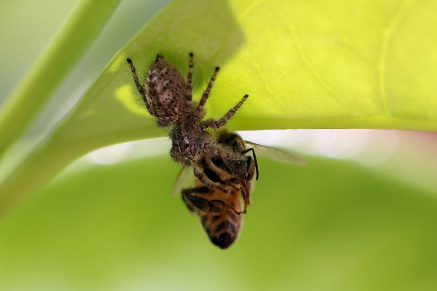 Philaeus chrysops