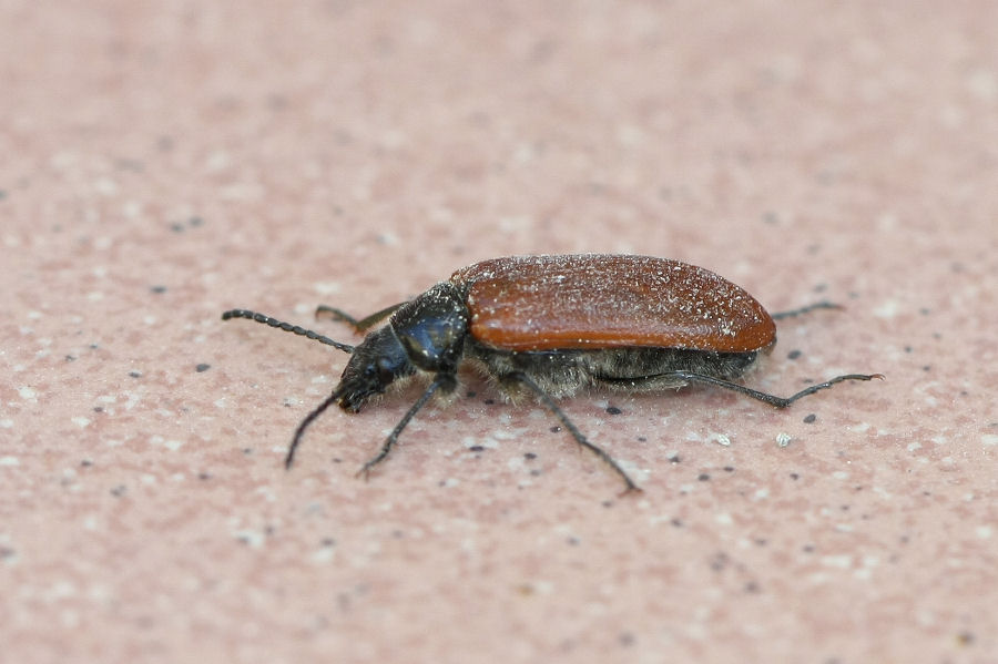 Omophlus cfr lepturoides