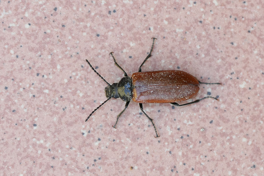 Omophlus cfr lepturoides