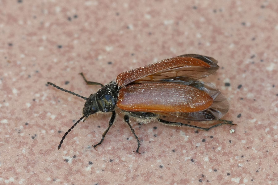 Omophlus cfr lepturoides