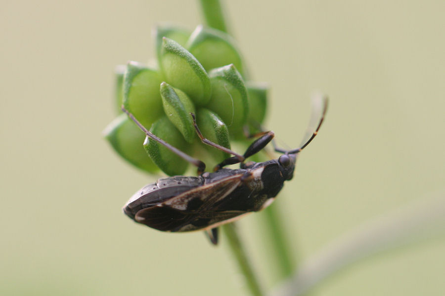 Lygaeidae: Rhyparochromus vulgaris dell''Emilia