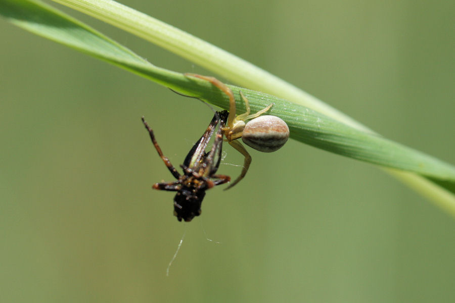 Runcinia  grammica