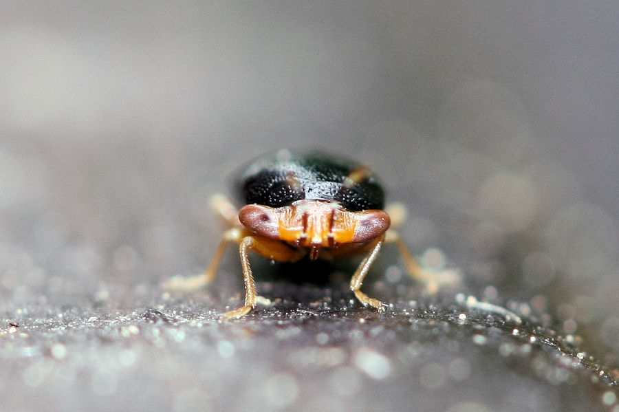 Lygaeidae:  Geocoris (Piocoris) erythrocephalus dell''Emilia