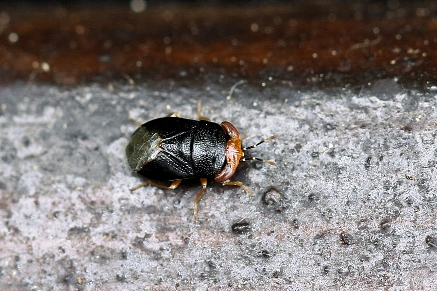 Lygaeidae:  Geocoris (Piocoris) erythrocephalus dell''Emilia