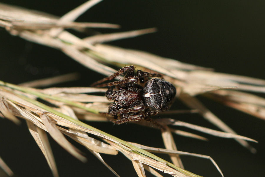 Gibbaranea sp.