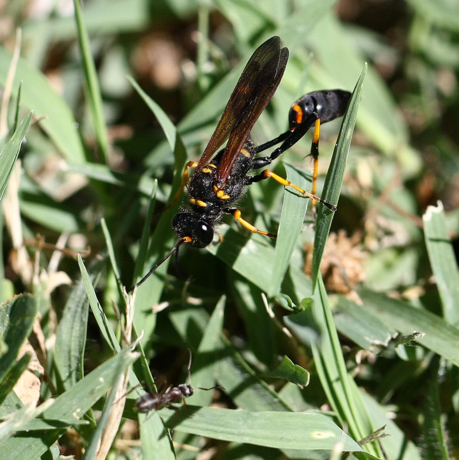 Sceliphron caementarium