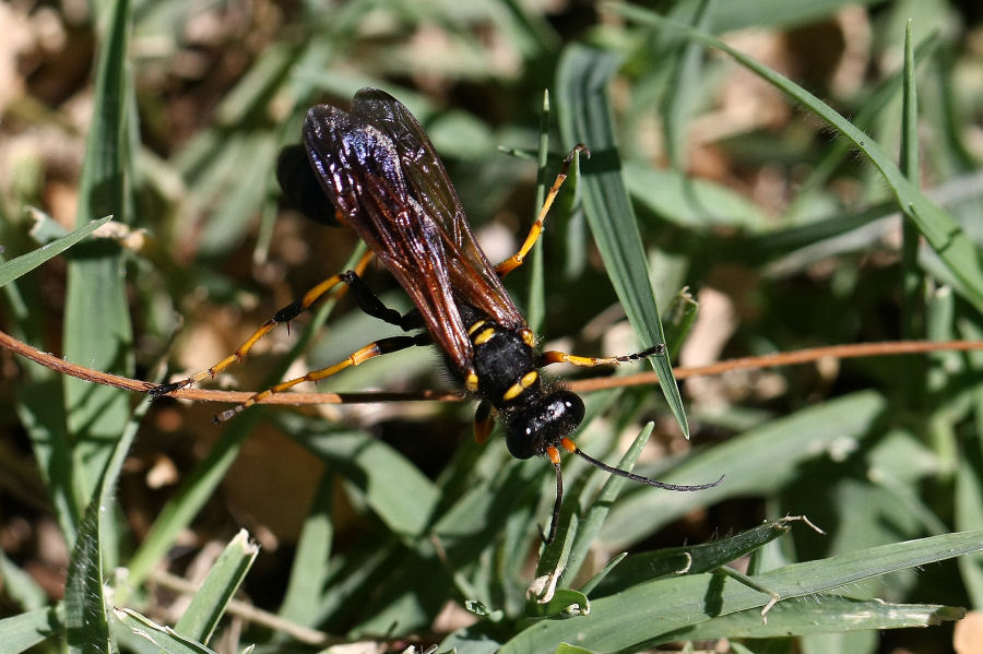 Sceliphron caementarium