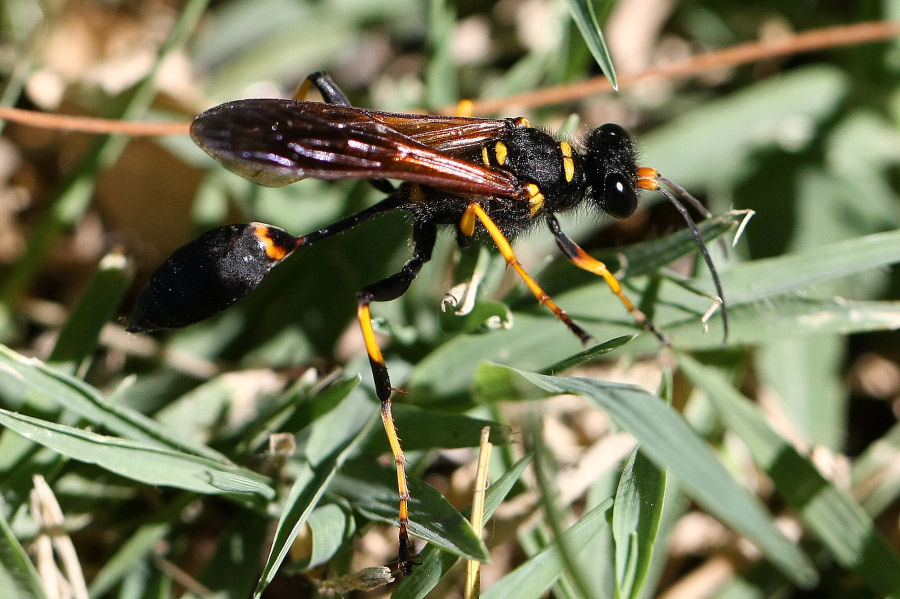 Sceliphron caementarium