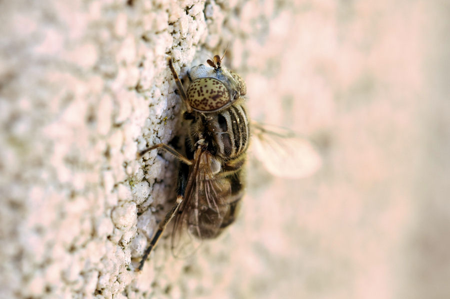 Eristalinus sp.