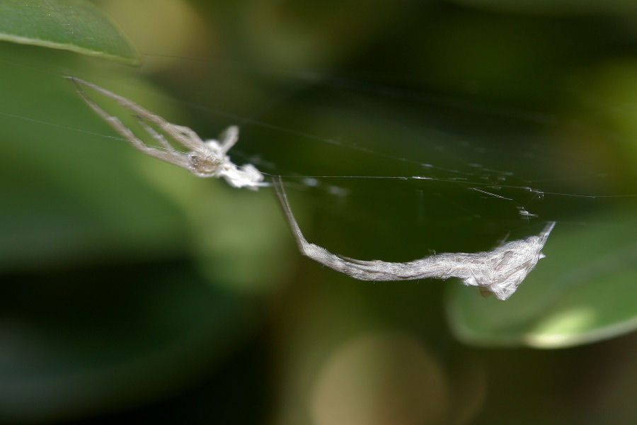 Uloborus walckenaerius